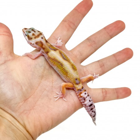 Eublepharis macularius "WY Stripe" - Gecko léopard