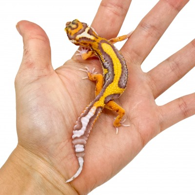 Eublepharis macularius "Lavender Stripe Albinos" - Gecko léopard