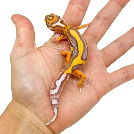 Eublepharis macularius "Lavender Stripe Albinos" - Gecko léopard