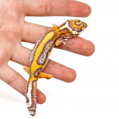 Eublepharis macularius "Lavender Stripe Albinos" - Gecko léopard