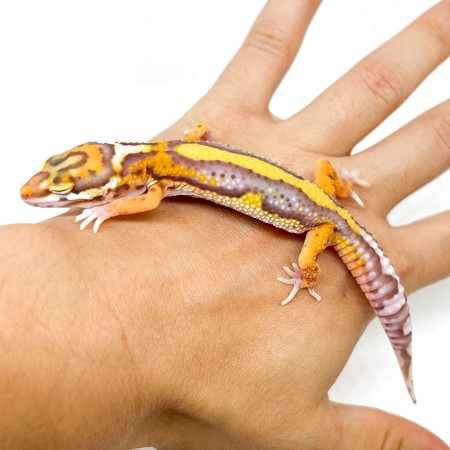 Eublepharis macularius "Lavender Stripe Albinos" - Gecko léopard