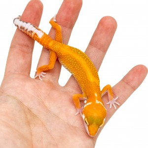 Eublepharis macularius...