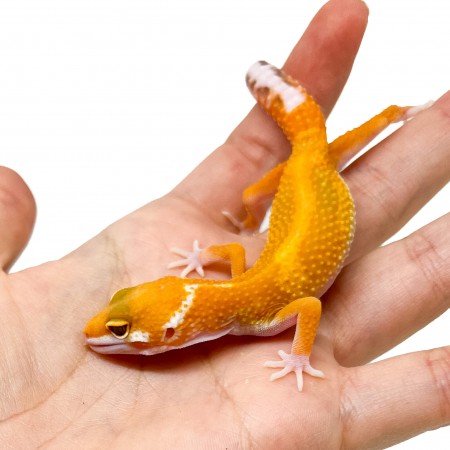 Eublepharis macularius "Stripe Albinos" - Gecko léopard