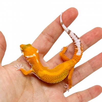 Eublepharis macularius "Stripe Albinos" - Gecko léopard