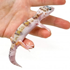 Eublepharis macularius "WY...
