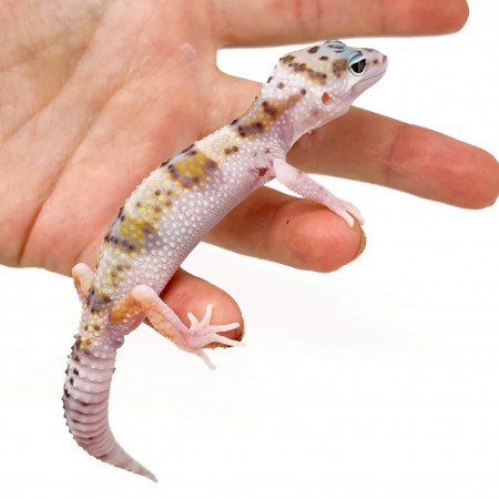 Eublepharis macularius "WY Snow" - Gecko léopard