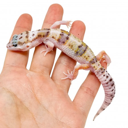 Eublepharis macularius "WY Snow" - Gecko léopard
