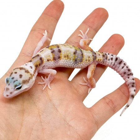 Eublepharis macularius "WY Snow" - Gecko léopard
