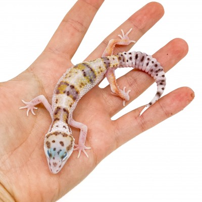 Eublepharis macularius "WY Snow" - Gecko léopard