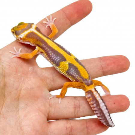Eublepharis macularius "Lavender Albinos" - Gecko léopard