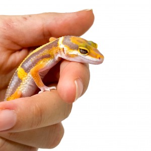 Eublepharis macularius...