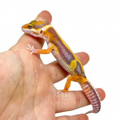Eublepharis macularius "Lavender Albinos" - Gecko léopard