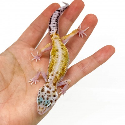 Eublepharis macularius "Snow Stripe" - Gecko léopard