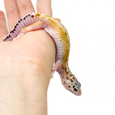 Eublepharis macularius "Snow Stripe" - Gecko léopard