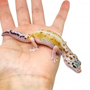Eublepharis macularius...