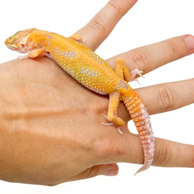 Eublepharis macularius "Tangerine Albinos" - Gecko léopard