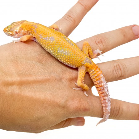 Eublepharis macularius "Tangerine Albinos" - Gecko léopard