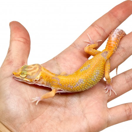 Eublepharis macularius "Tangerine Albinos" - Gecko léopard