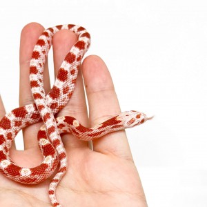 Pantherophis guttatus...