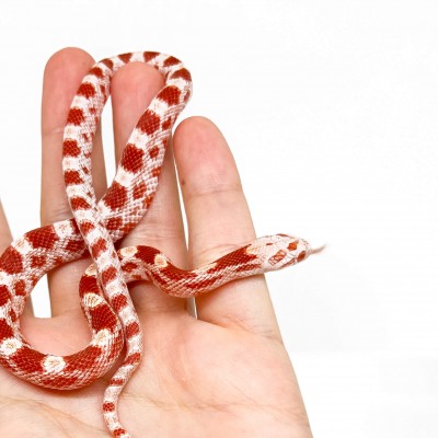 Pantherophis guttatus "Candy Cane" - Serpent des blés