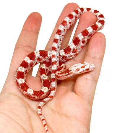 Pantherophis guttatus "Candy Cane" - Serpent des blés