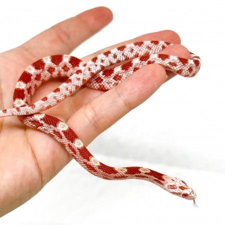 Pantherophis guttatus "Candy Cane" - Serpent des blés