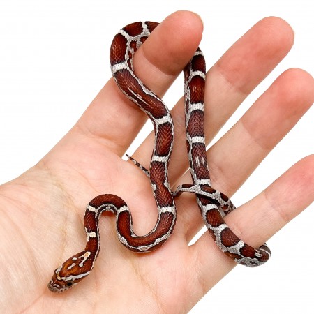 Pantherophis guttatus "Miami Aberrant" - Serpent des blés
