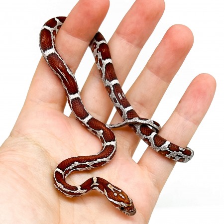 Pantherophis guttatus "Miami Aberrant" - Serpent des blés