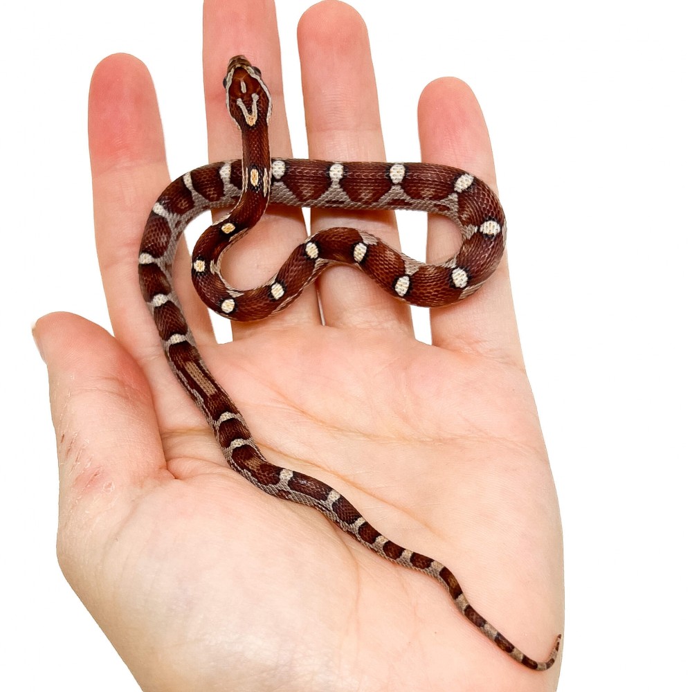 Pantherophis guttatus "Miami Motley" - Serpent des blés