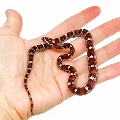 Pantherophis guttatus "Miami Motley" - Serpent des blés
