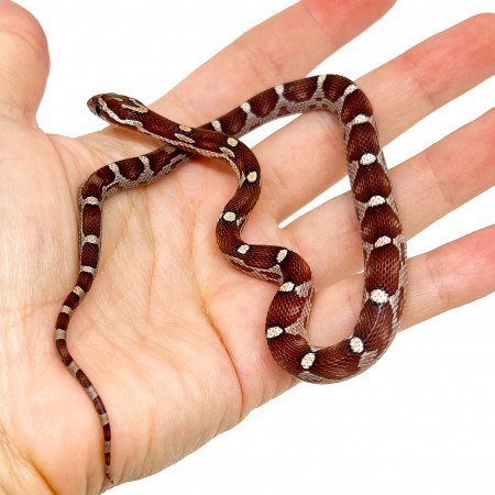 Pantherophis guttatus "Miami Motley" - Serpent des blés