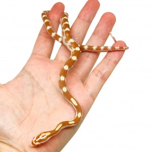 Pantherophis guttatus...