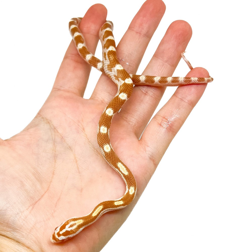 Pantherophis guttatus "Butter motley" - Serpent des blés