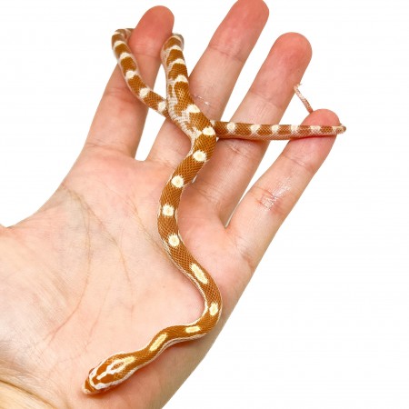 Pantherophis guttatus "Butter motley" - Serpent des blés