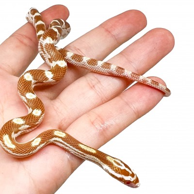 Pantherophis guttatus "Butter motley" - Serpent des blés