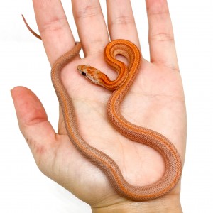 Pantherophis guttatus...
