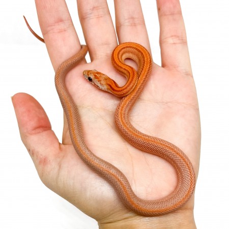 Pantherophis guttatus "Diffused" - Serpent des blés