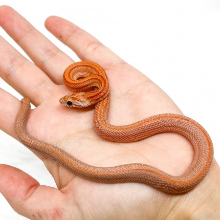 Pantherophis guttatus "Diffused" - Serpent des blés