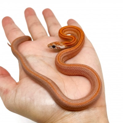 Pantherophis guttatus "Diffused" - Serpent des blés