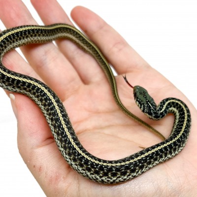 Thamnophis sirtalis fitchi - Couleuvre rayée des vallées