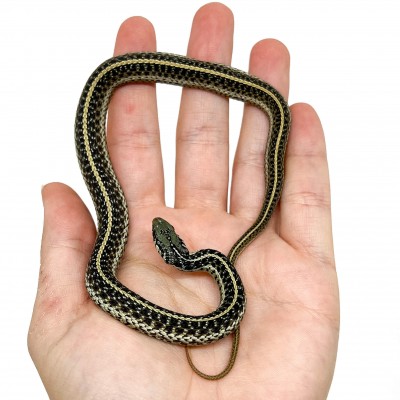 Thamnophis sirtalis fitchi - Couleuvre rayée des vallées
