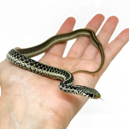 Thamnophis sirtalis fitchi - Couleuvre rayée des vallées