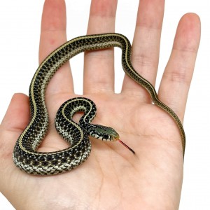 Thamnophis sirtalis fitchi...