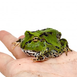 Ceratophrys stolzmanni -...