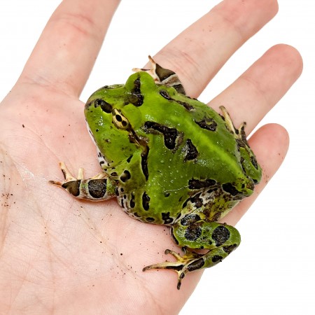 Ceratophrys stolzmanni - Grenouille cornue du Pacifique