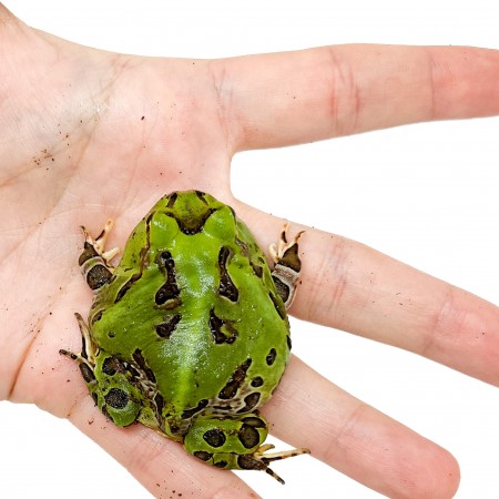 Ceratophrys stolzmanni - Grenouille cornue du Pacifique