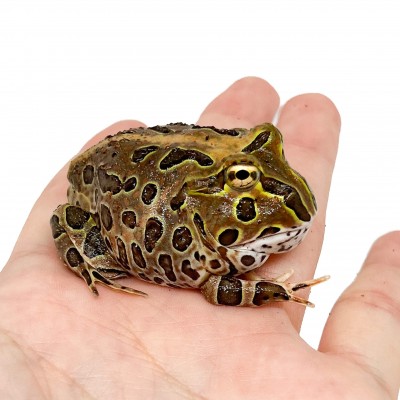 Ceratophrys stolzmanni "Red" - Grenouille cornue du Pacifique