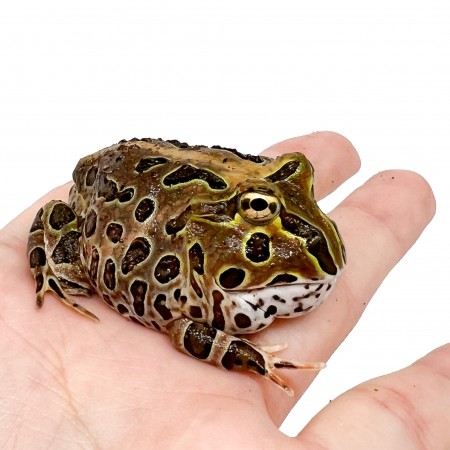 Ceratophrys stolzmanni "Red" - Grenouille cornue du Pacifique