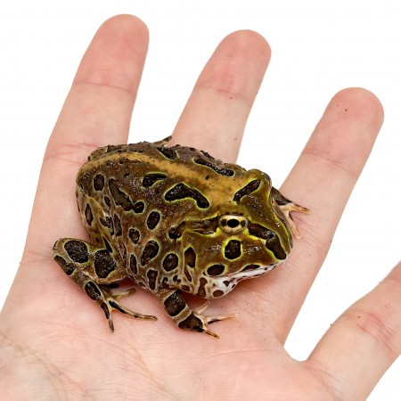 Ceratophrys stolzmanni "Red" - Grenouille cornue du Pacifique