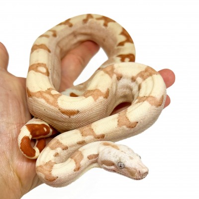Boa imperator "Sunglow VPI" - Boa empereur
